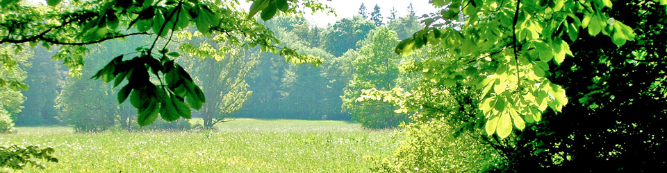 header disciplines